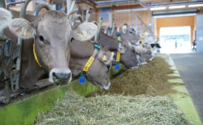 Agro Vet Strickhof medienmitteilung