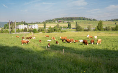 agrovet-strichof-tagung agrovet-strichof-tagung