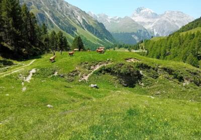 Alpweiden